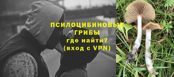 стаф Инта